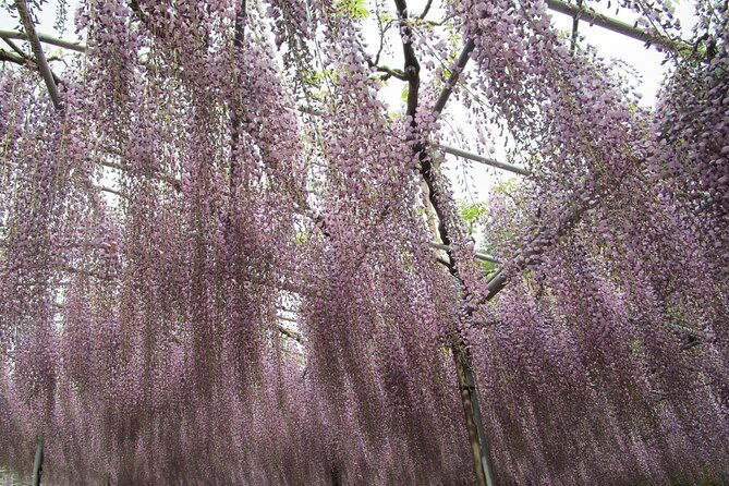for-a-limited-time-wisteria-festival-ashikaga-2-12-guests