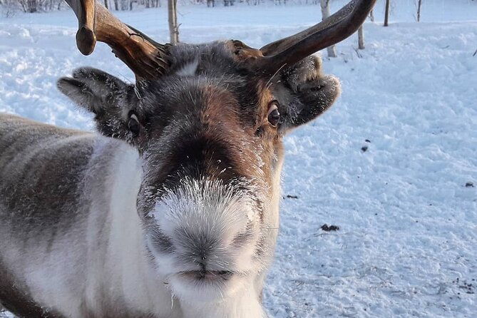 from-ivalo-ice-fishing-safari-to-lake-inari-reindeers-lunch
