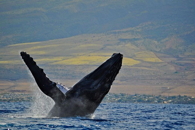 from-maalaea-harbor-maui-whale-watch-cruise-aboard-malolo