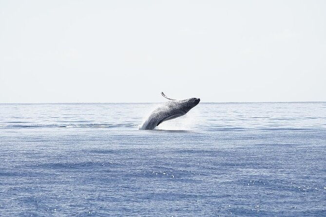 from-maalaea-harbor-sunset-whale-watch-tour-aboard-the-malolo