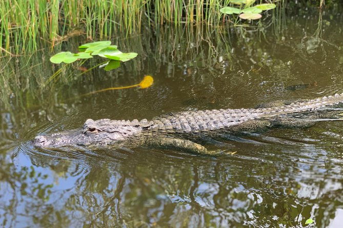 from-miami-everglades-airboat-wildlife-show-and-roundtrip-bus