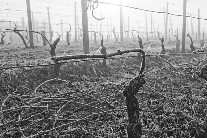 full-day-barolobarbaresco-wine-tour-from-milano-with-a-local-winemaker-2