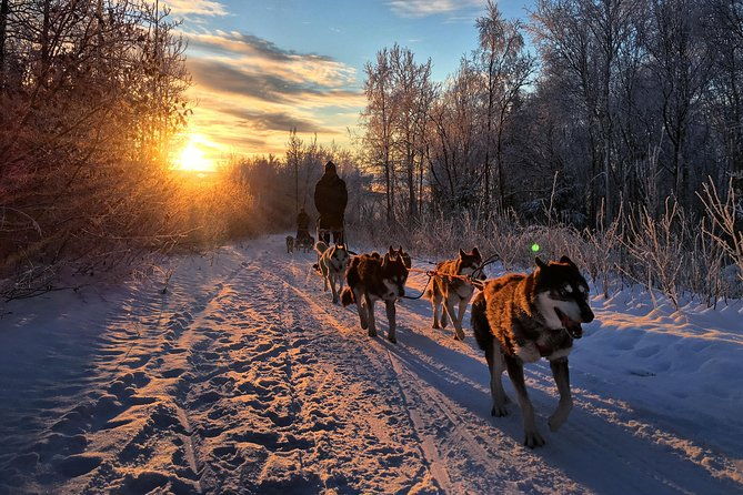 full-day-drive-your-own-dog-team-dog-sledding-tour