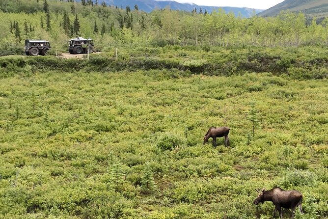 full-day-fairbanks-to-denali-winter-adventure-tour