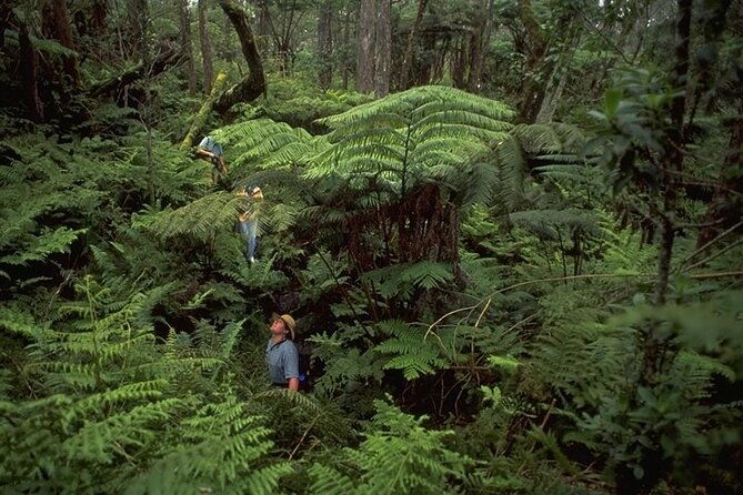 full-day-hakalau-forest-reserve-bird-watching-adventure