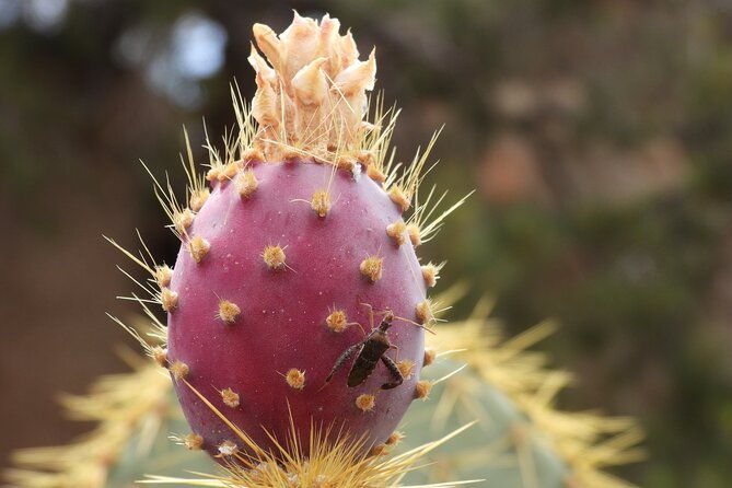 full-day-hike-in-joshua-tree-national-park-2