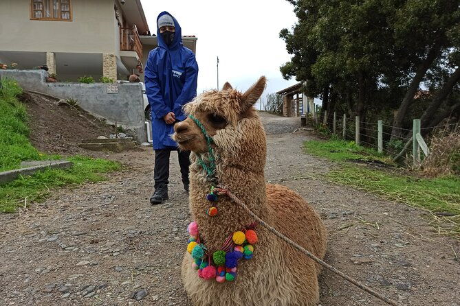 full-day-ingapirca-ruins-and-gualaceo-chordeleg-tour-from-cuenca
