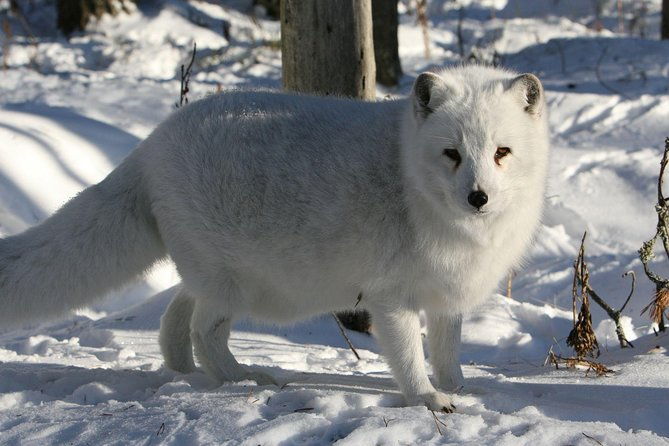 full-day-lapland-tour-including-lunch-and-dinner