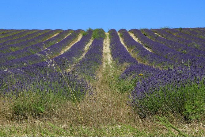 full-day-ocean-of-lavender-in-valensole-from-avignon