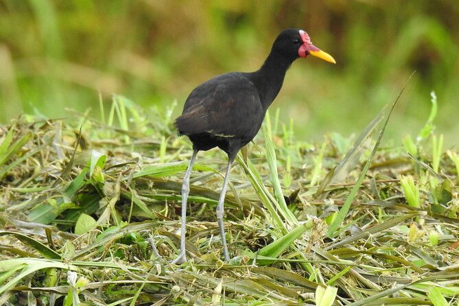 full-day-private-bird-and-nature-sightseeing-tour-in-pipe-line