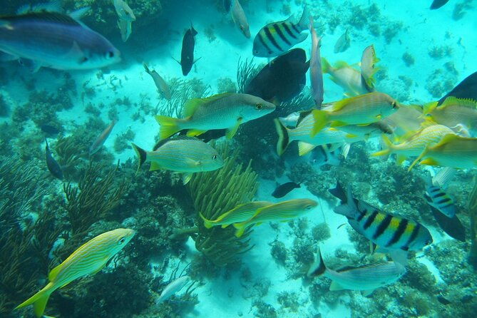 full-day-private-stingray-city-snorkeling-and-starfish-beach-tour