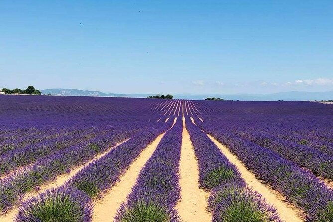full-day-private-tour-gorges-du-verdon-lavender-june-15-july-15