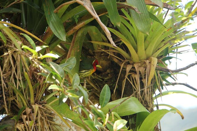 full-day-private-tour-in-monteverde-costa-rica