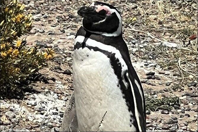 full-day-punta-tombo-penguin-paradise