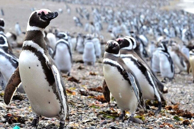 full-day-punta-tombo-walking-among-penguins-experience-madryn
