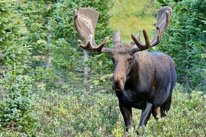 full-day-rocky-mountain-national-park-over-the-top-tour-rmnphotographer-2