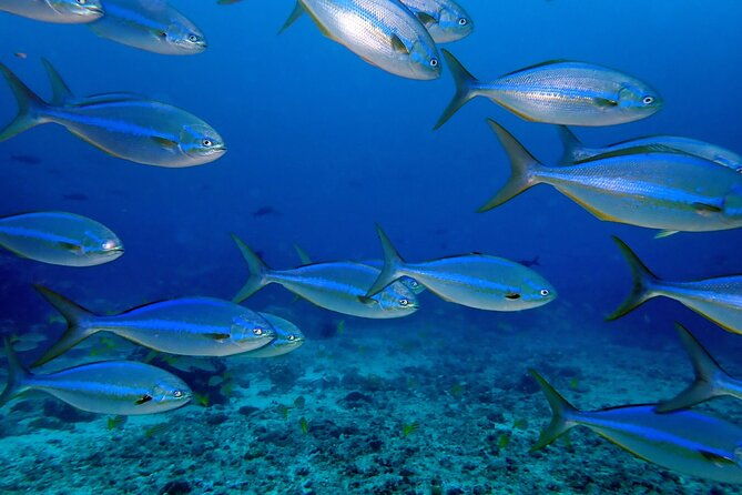 full-day-snorkeling-tour-santa-fe-island-and-playa-escondida