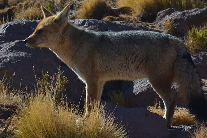 full-day-tour-to-tatio-geysers-putana-valley-and-machuca
