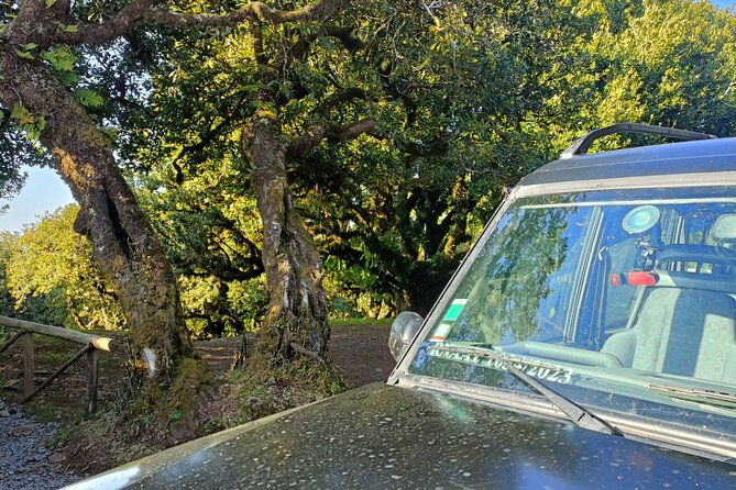 full-day-west-tour-to-porto-moniz-pools-and-fanal-forest