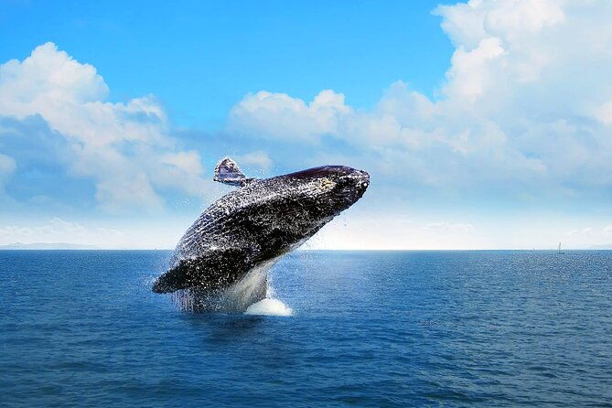 full-day-whale-watching-tour-in-samana-bay-from-punta-cana