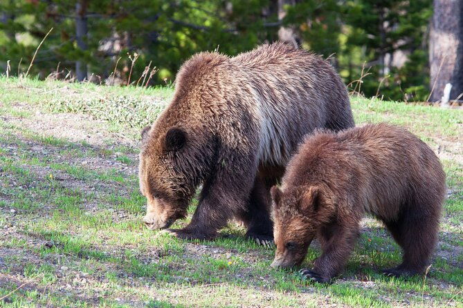 full-day-yellowstone-natl-park-tour-from-west-yellowstone