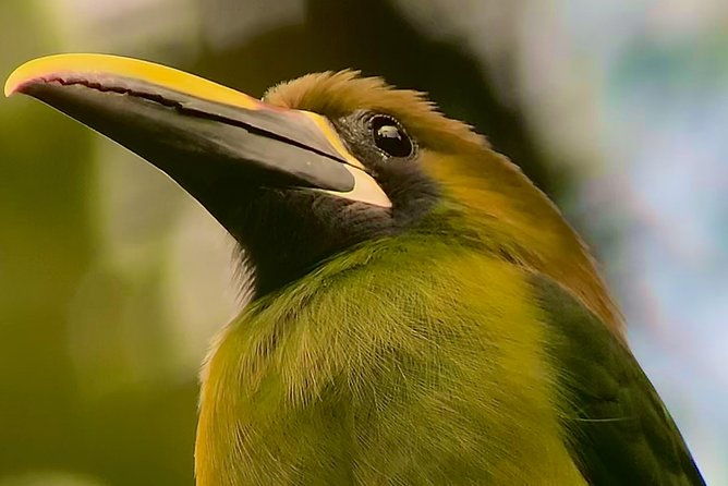 fullday-birdwatching-experience-small-groups