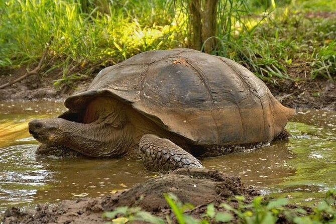 galapagos-santa-cruz-explorer-4-days