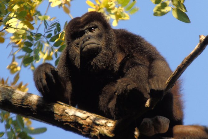 gatun-lake-wildlife-tour-from-panama-city