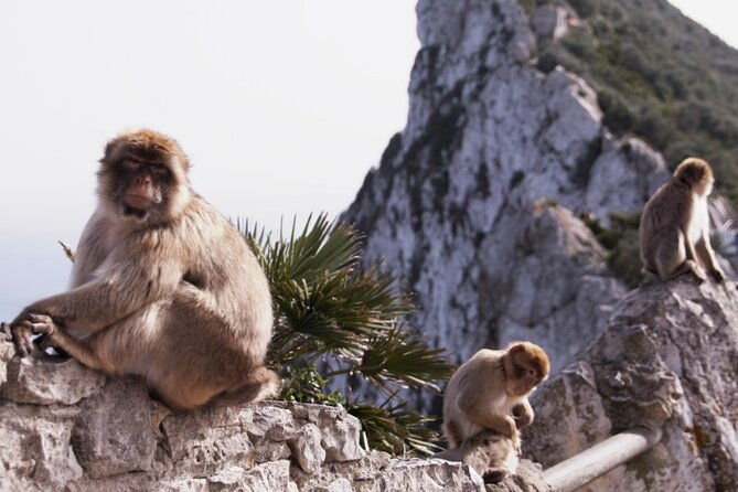 go-tours-360-experience-in-gibraltar-with-professional-guide