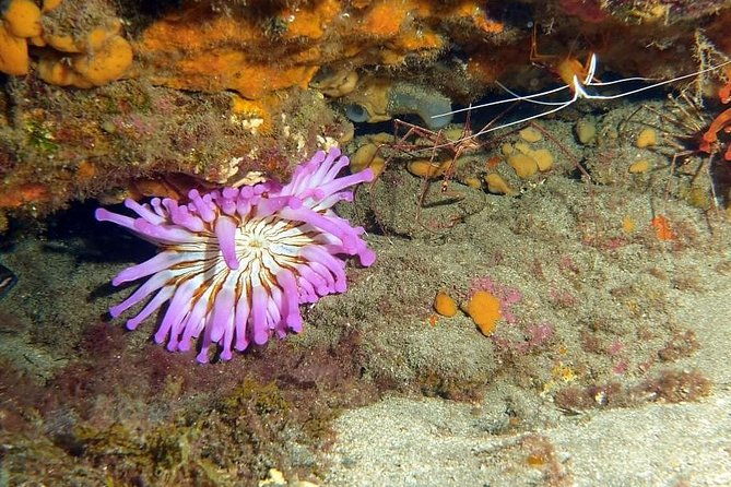 gran-canaria-3-days-6-dives-in-various-locations