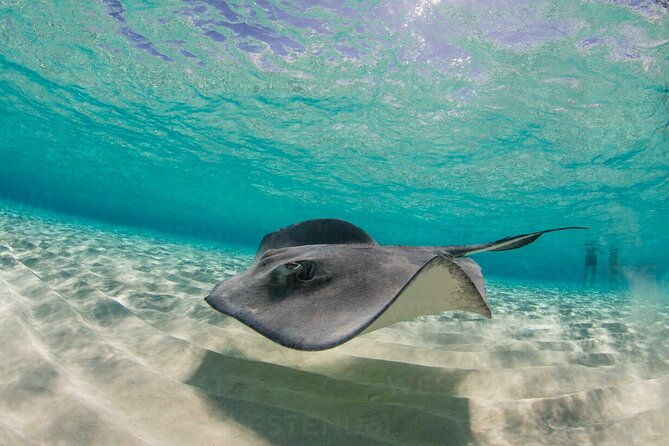 grand-cayman-stingray-city-and-reef-snorkeling-combo-tour