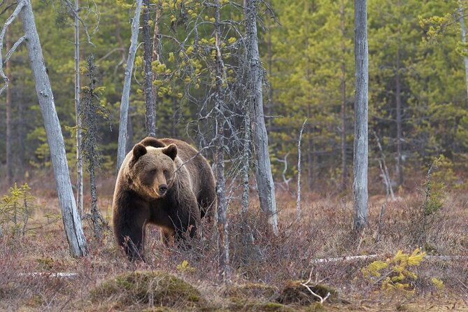 grand-teton-and-its-wildlife-private-guided-tour-2
