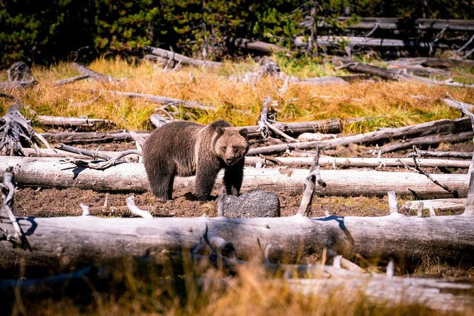 grand-teton-and-yellowstone-self-guided-driving-tours-bundle