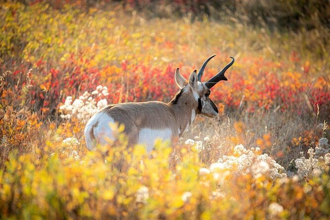 grand-teton-private-sunset-tour