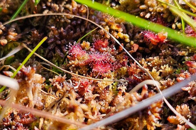 great-kemeri-bog-and-swamp-forest-hiking-adventure