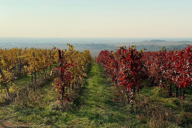 great-wine-tour-in-small-carpathian-hills