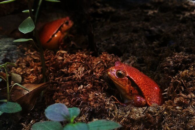 guanacaste-rainforest-safari-with-meal