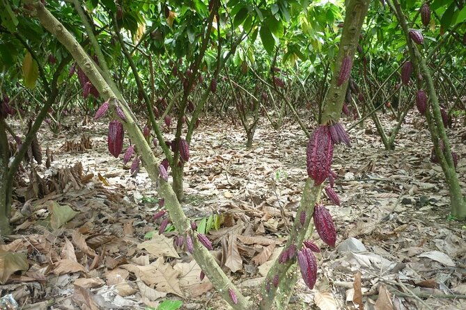 guayaquil-city-tour-chocolate-farm-with-typical-lunch-private-day-trip