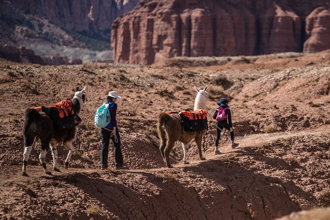 guided-awesome-2-hour-llama-hikes-private-experience-2