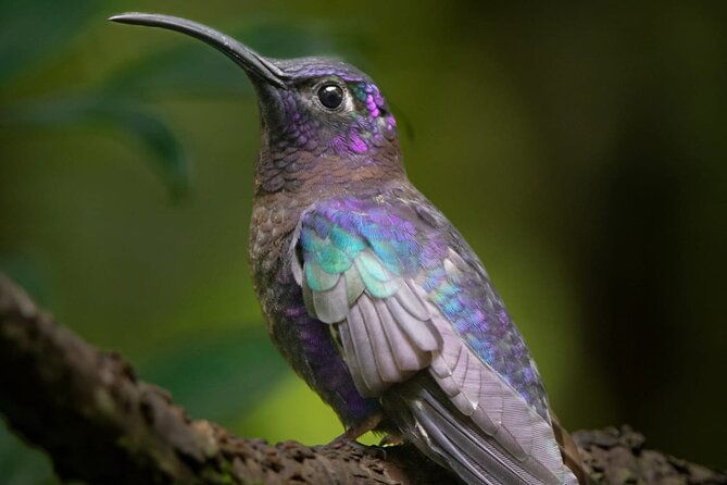 guided-bird-watching-tour-in-monteverde