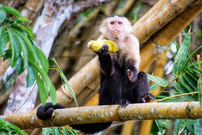 guided-boat-tour-on-the-panama-canal-and-visit-the-wildlife
