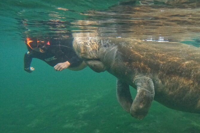 guided-crystal-river-manatee-snorkeling-tour