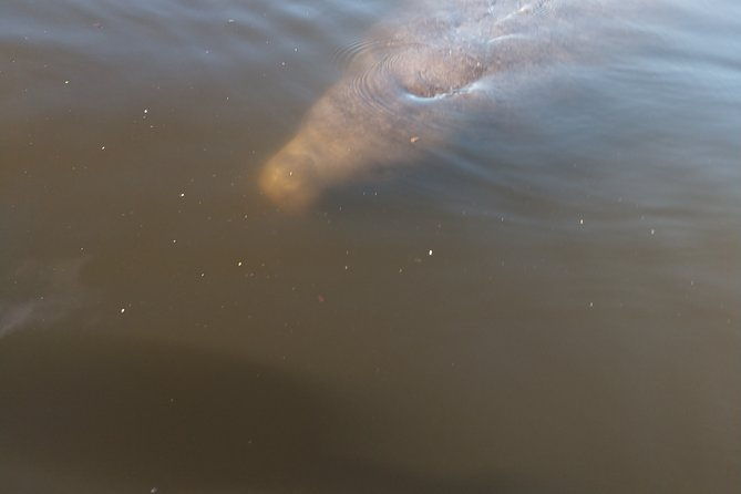 guided-kayak-tour-with-manatee-dolphin-sightings