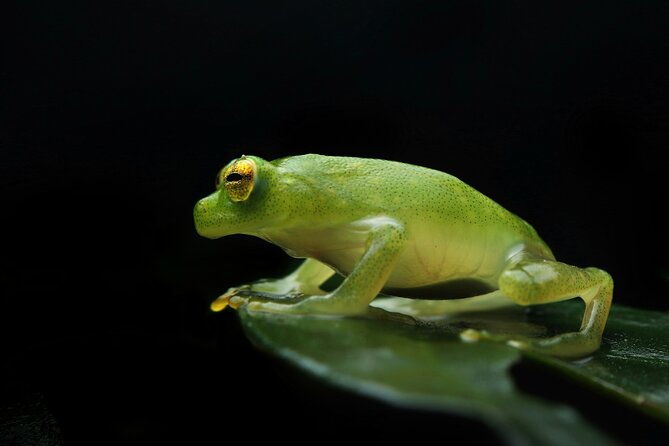 guided-night-walk-in-monteverde