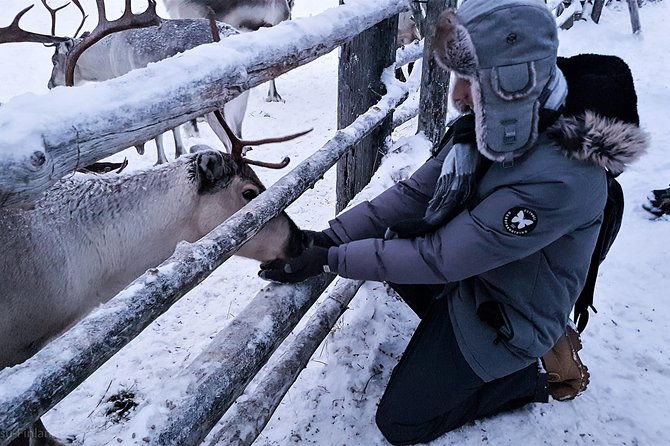 guided-reindeer-farm-visit-and-one-hour-sledge-safari