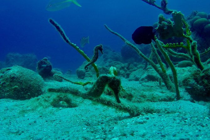 guided-shore-dive-for-certified-divers-at-the-wall-blue-bay-curacao