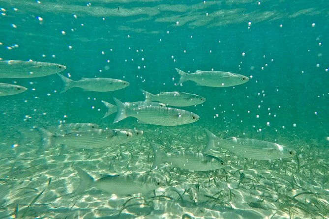 guided-snorkel-experience-free-videos-in-west-palm-beach