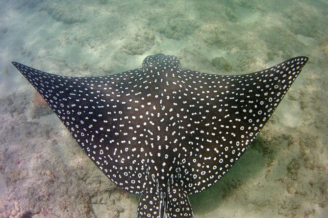 guided-snorkel-experience-in-fort-lauderdale