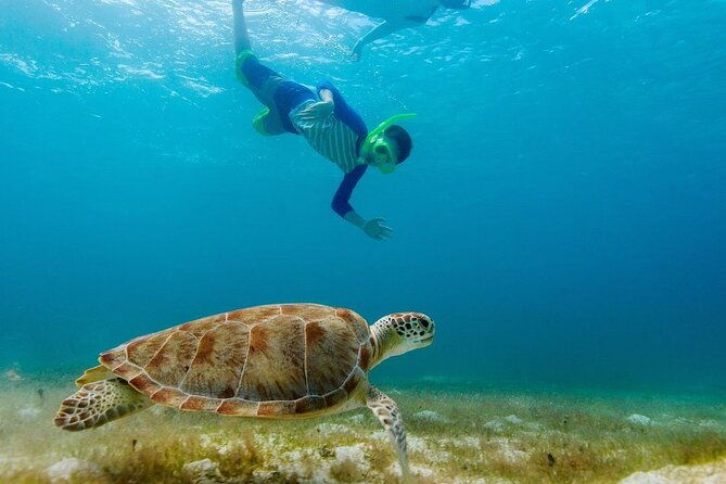 guided-snorkeling-trip-to-the-turtles-in-protaras