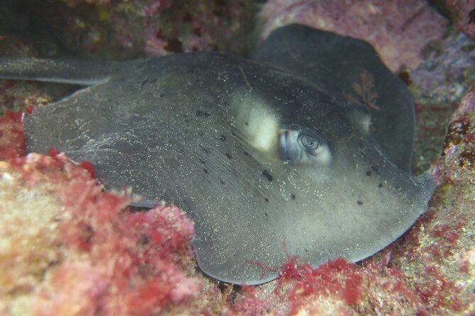 guided-snorkelling-experience-in-south-of-gran-canaria